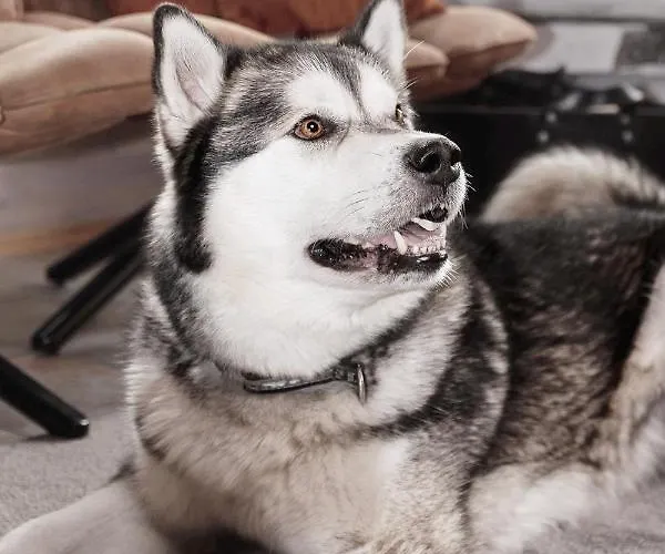 Lägenhet Levin Alppitalot Alpine Levi