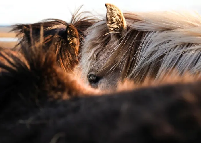 Levin Alppitalot Alpine